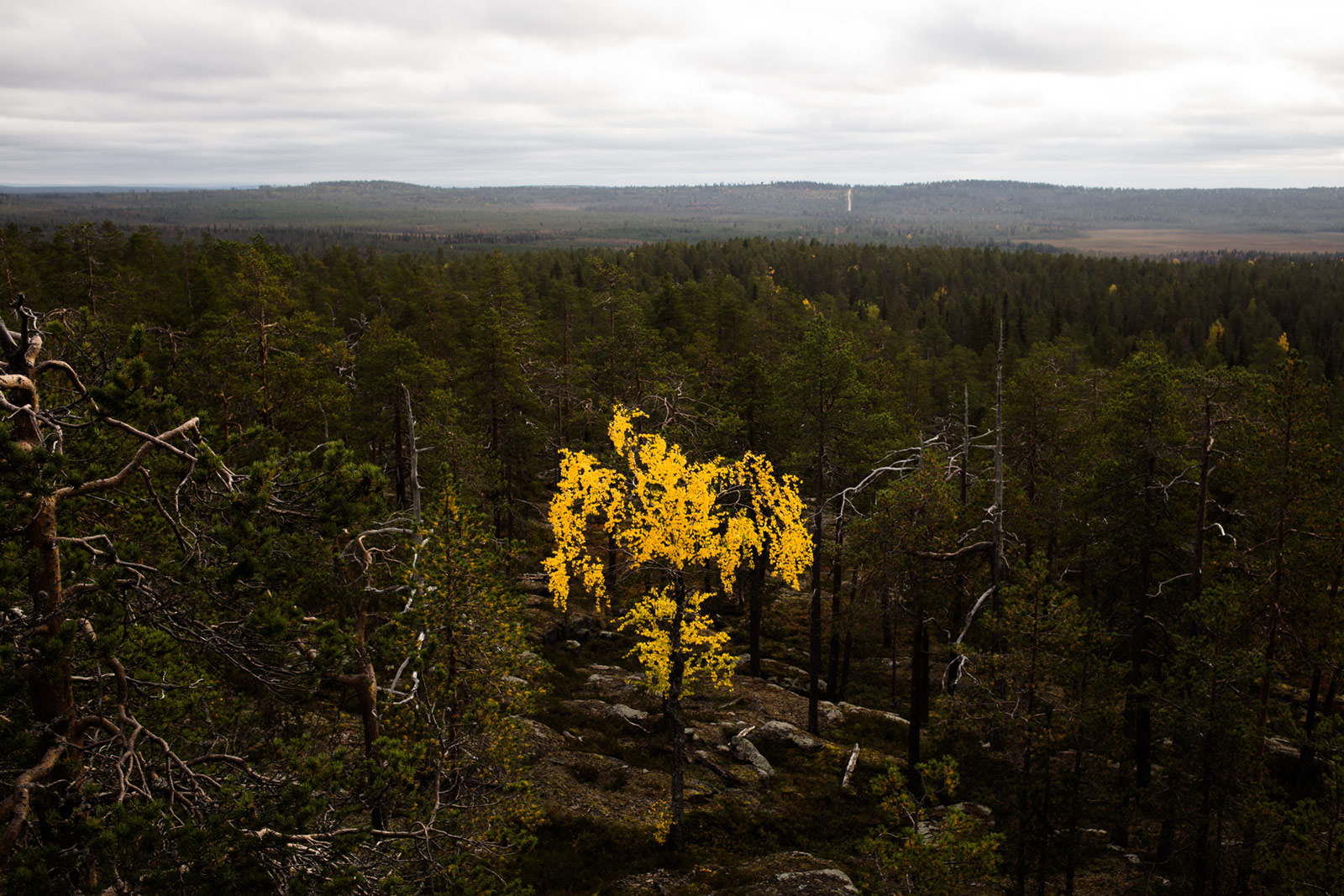 Autumn Colors Lapland Birch