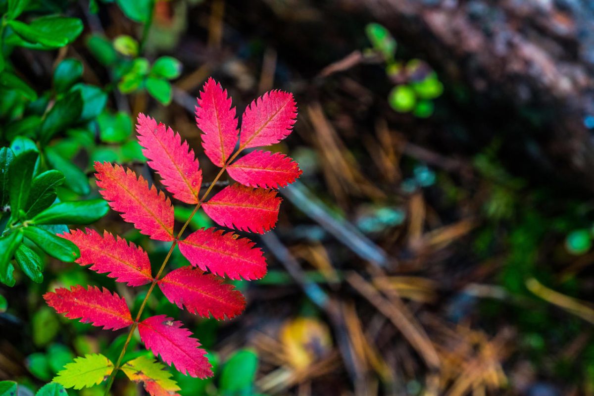 Autumn Colors Lapland Leaf Large