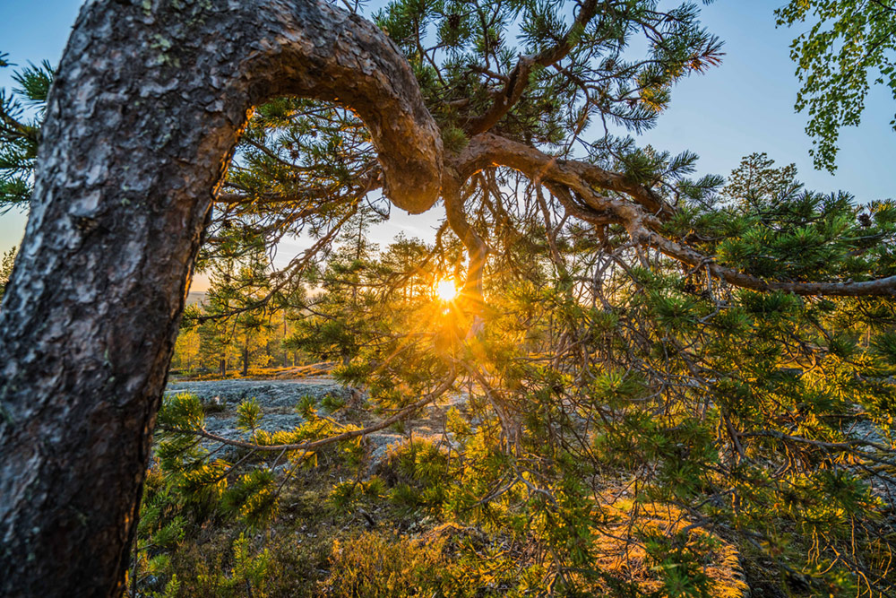 Midnight Sun in Lapland 1
