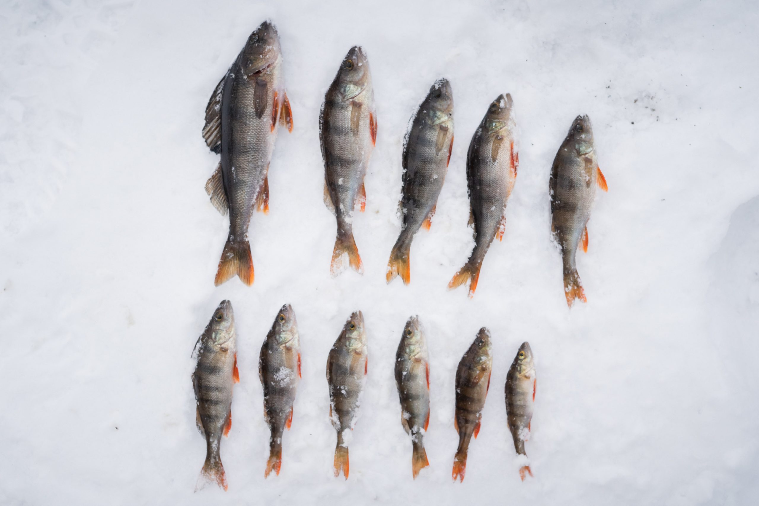 Ice Fishing Catch Rovaniemi Lapland
