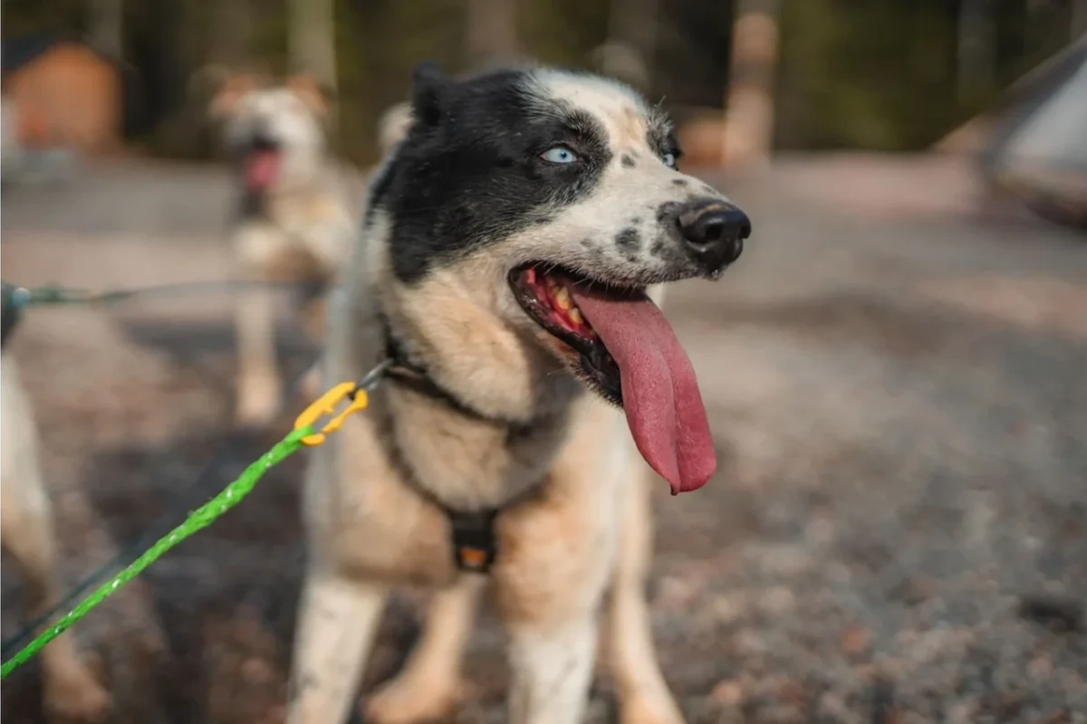 Husky Dog Autumn Rovaniemi Lapland Large