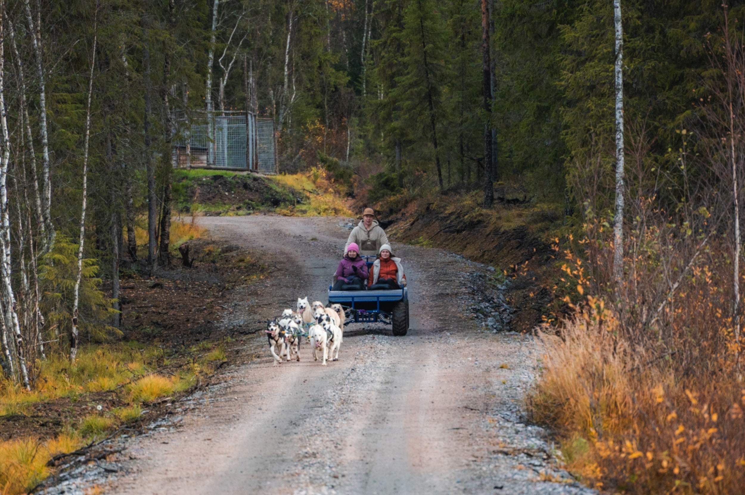Husky Ride Autumn Rovaniemi Lapland