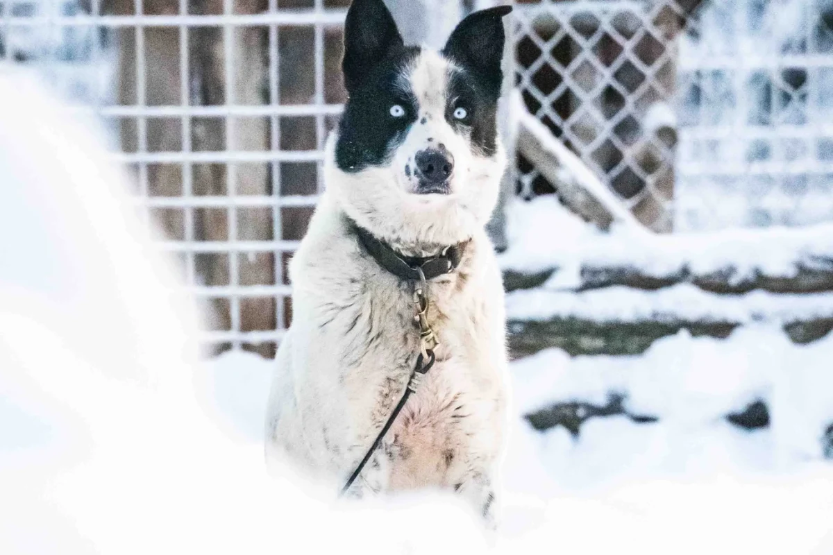 Husky Dog Rovaniemi Lapland Huge