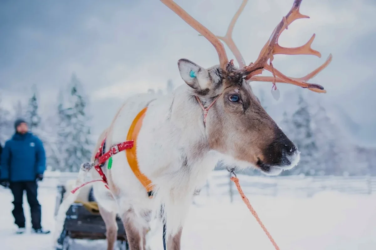Reindeer Ready for Adventure Lapland Finland Lowkey Large