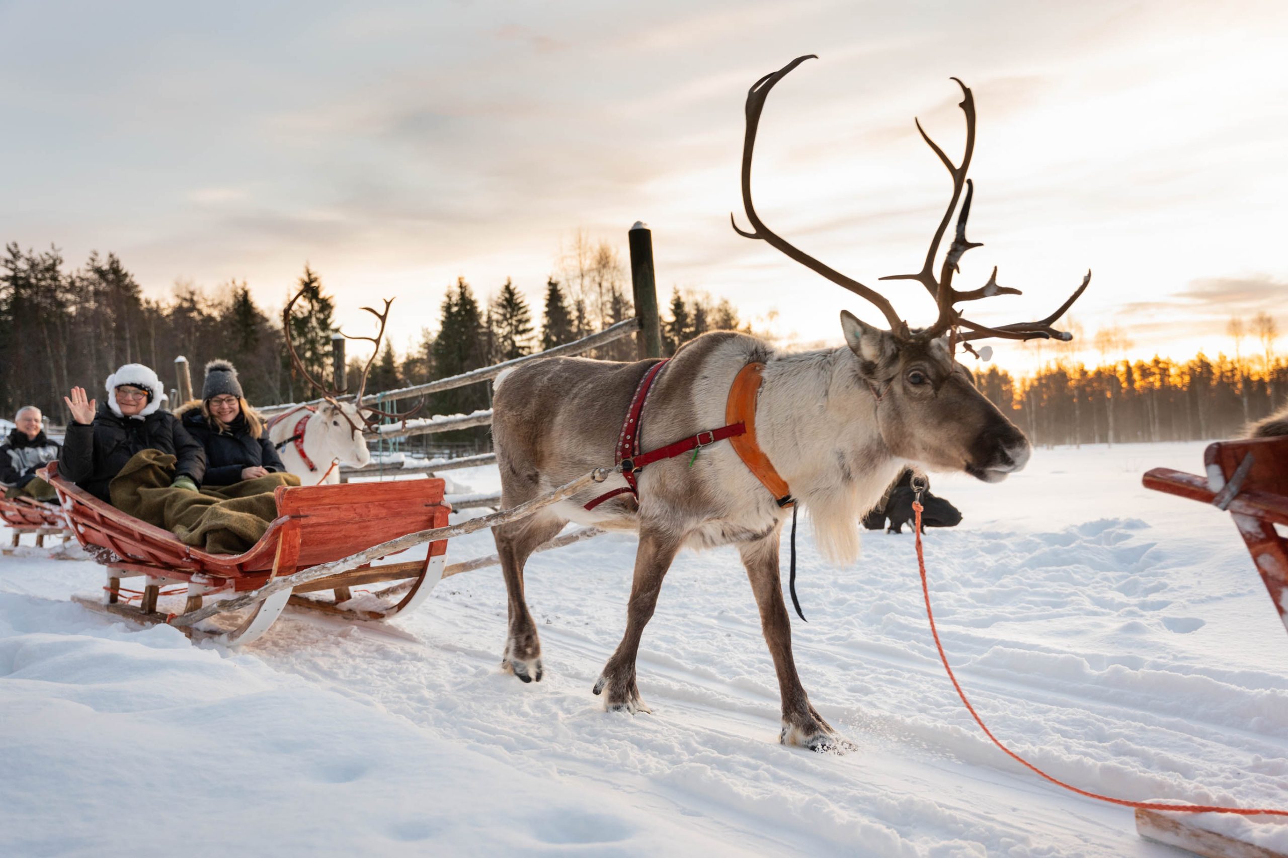 Reindeer Sleigh Ride Winter Rovaniemi Lapland