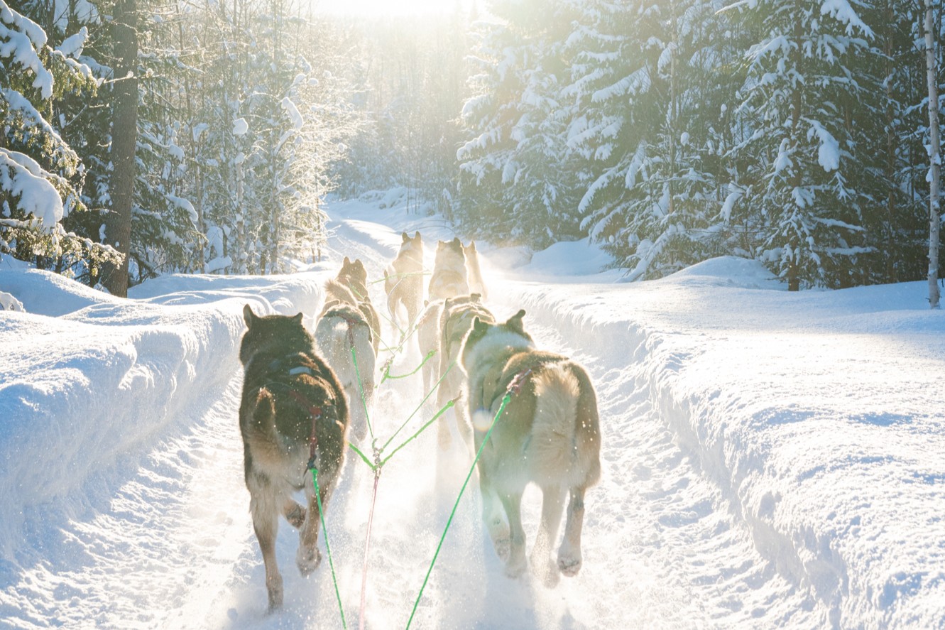 Sunny Husky Sled Ride Rovaniemi Lapland