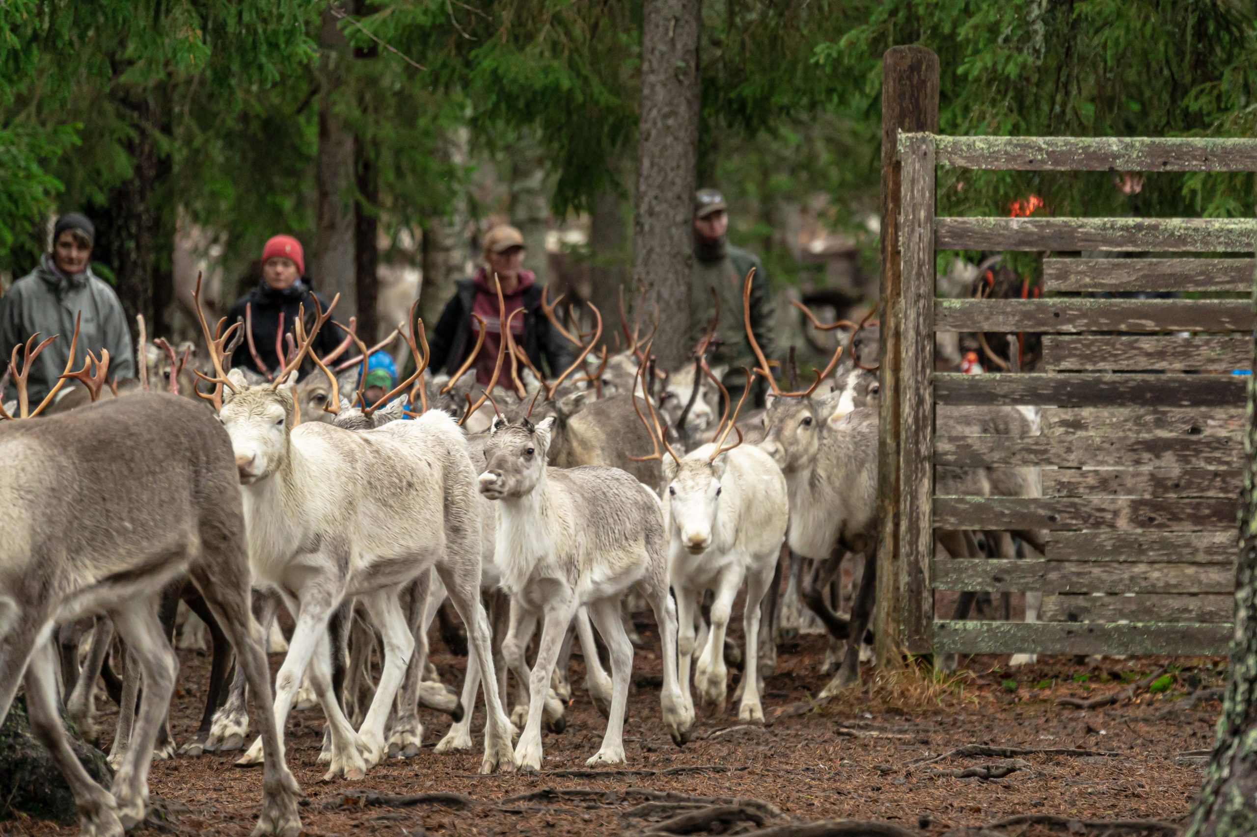 Group of Reindeer Rovaniemi Lapland Finland