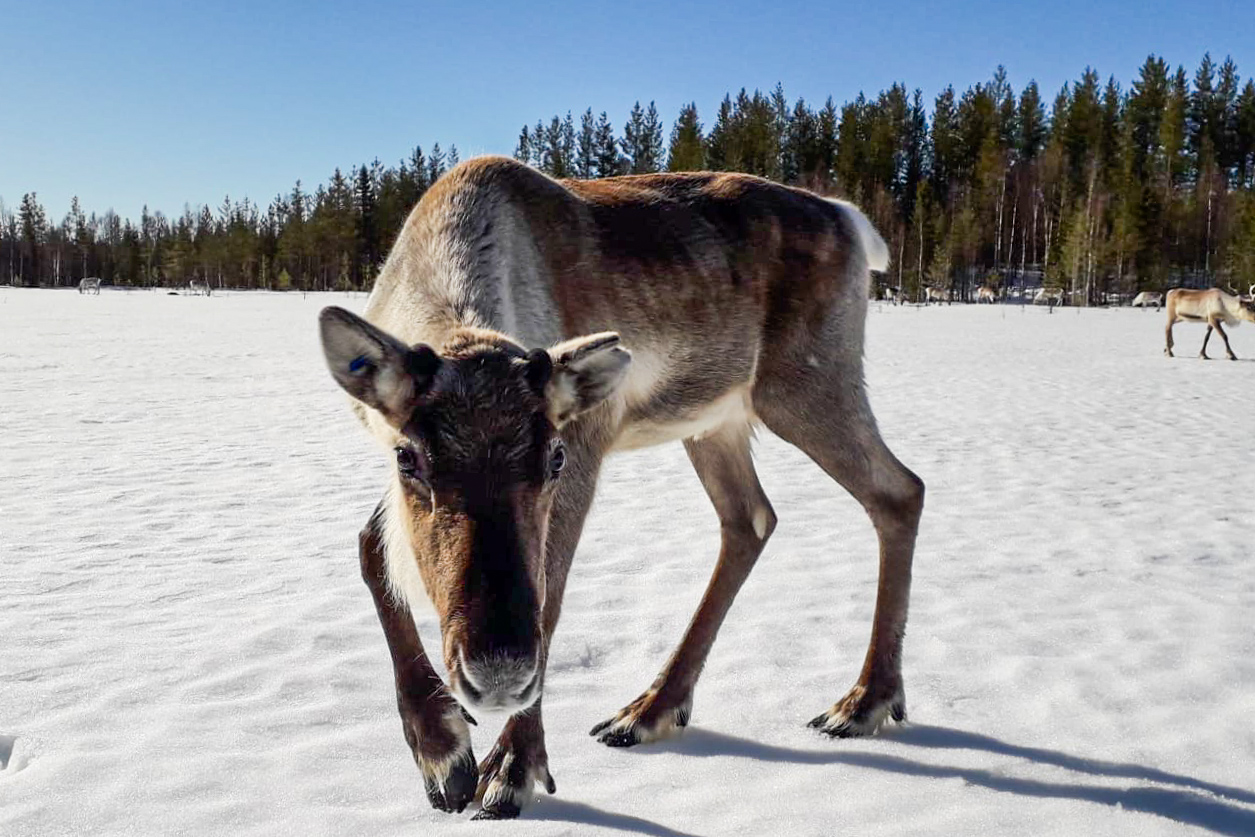 Local Reindeer Farm Visit Rovaniemi Lapland