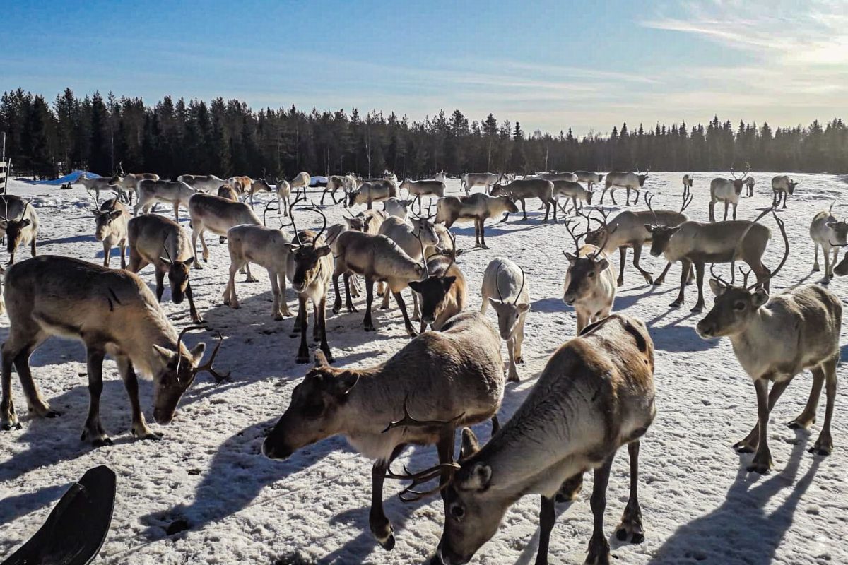 Pack of Reindeers Rovaniemi Lapland