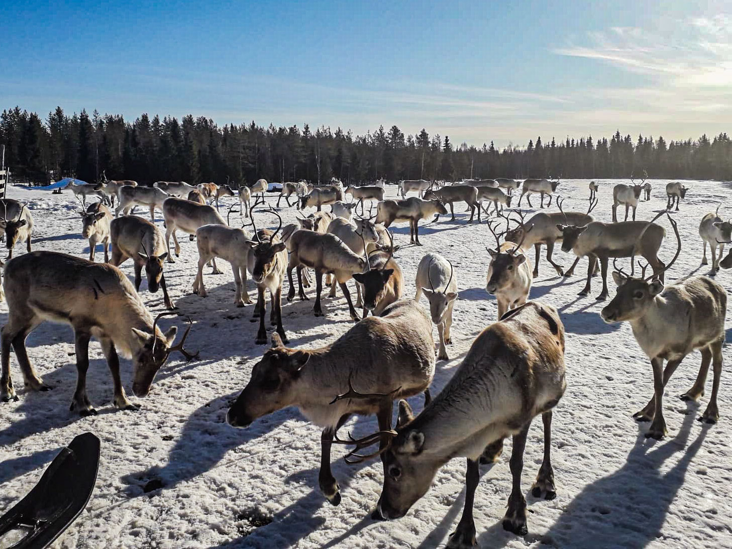 Pack of Reindeers Rovaniemi Lapland