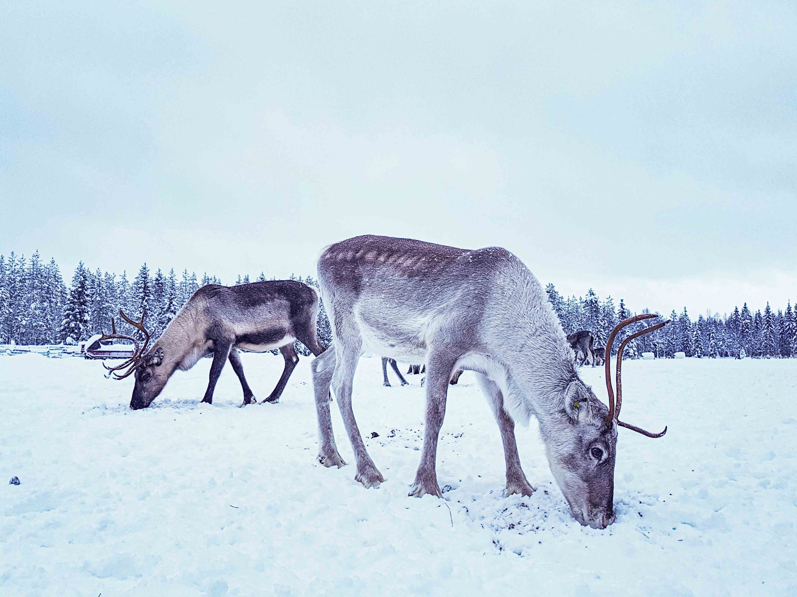 Reindeer Feeding in Reindeer Farm Rovaniemi Lapland