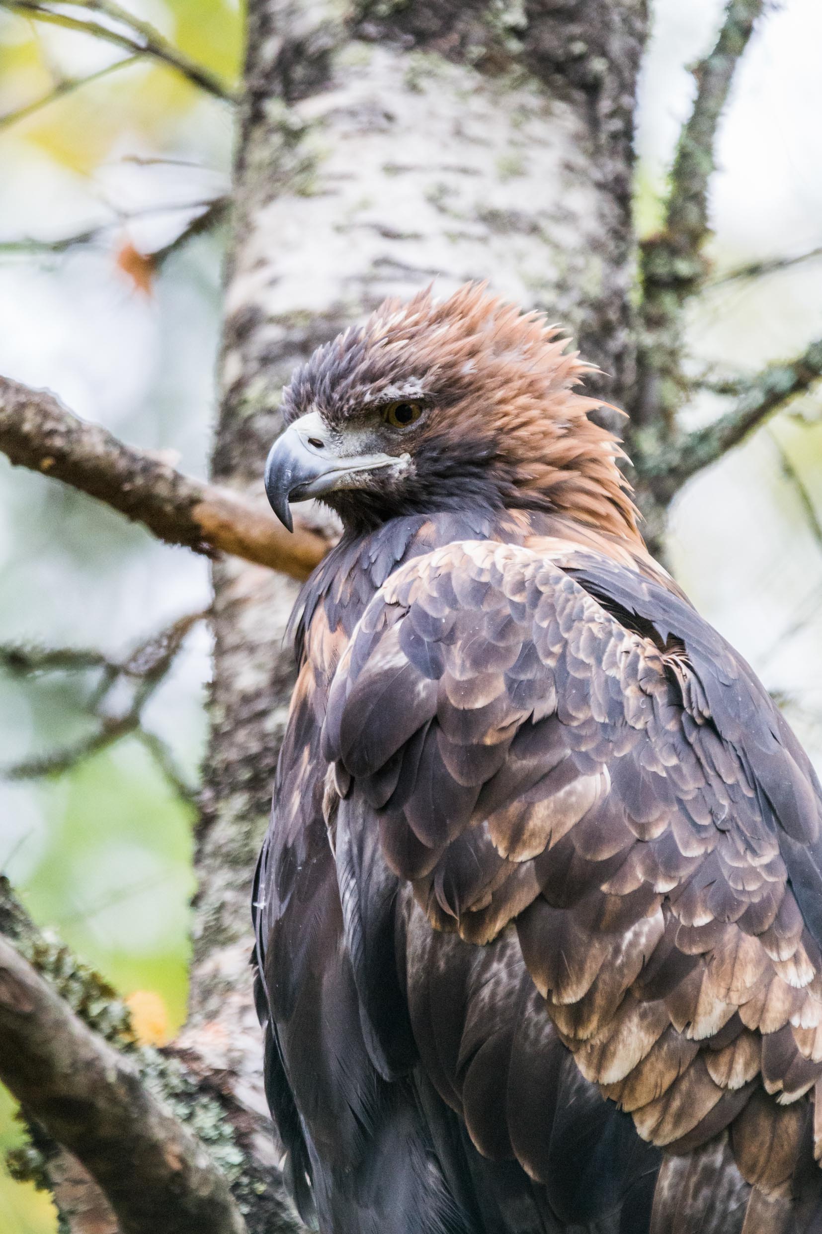 Eagle Lapland Ranua