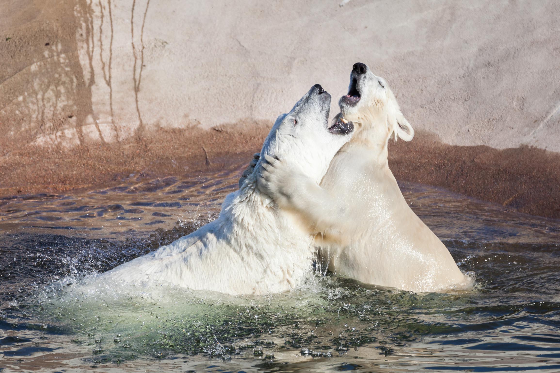 Polarbears Playing Ranua Lapland