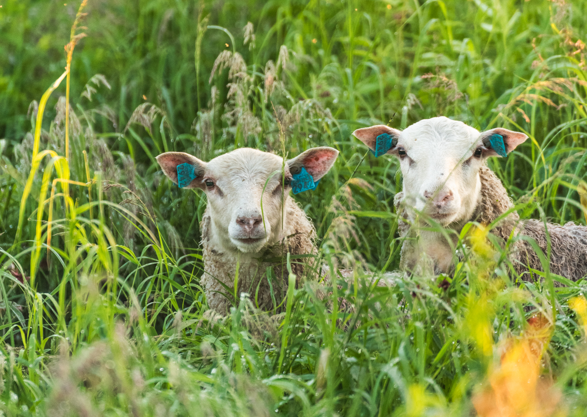 Lapland Finland Rovaniemi Summrer Sheep Nature Photography
