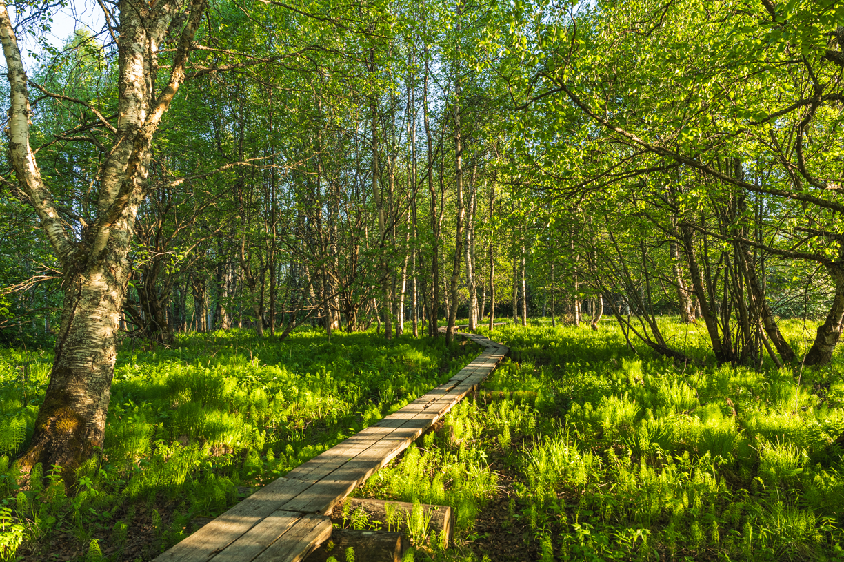 Rovaniemi Lapland Summer Green Trees Sunny Weather