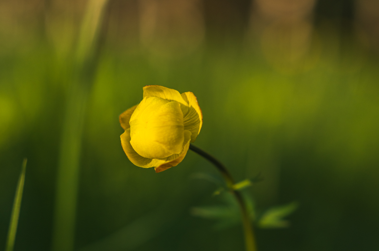 Rovaniemi Lapland Wildflowers Summer