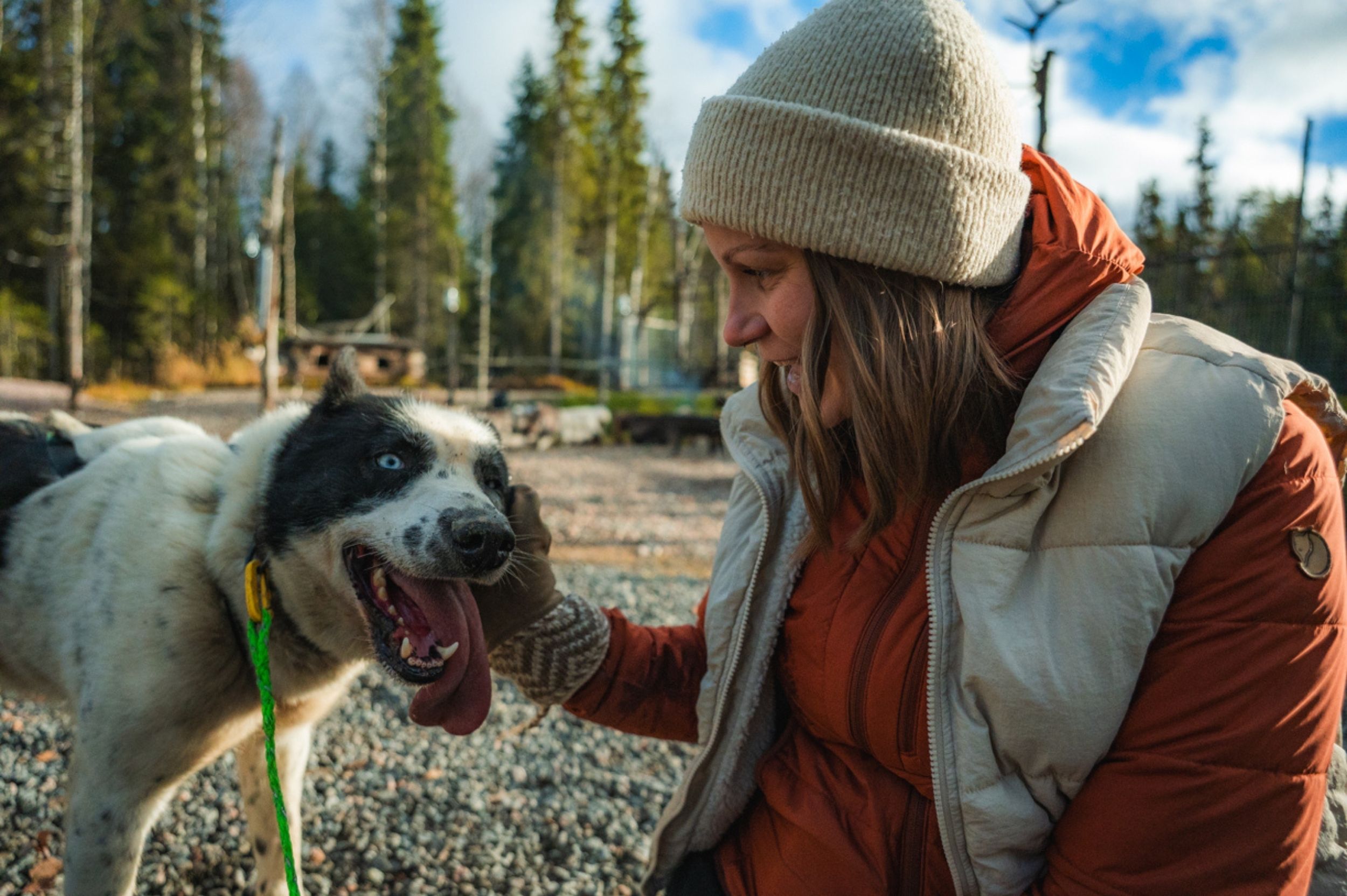 Husky Pet Autumn Rovaniemi Lapland