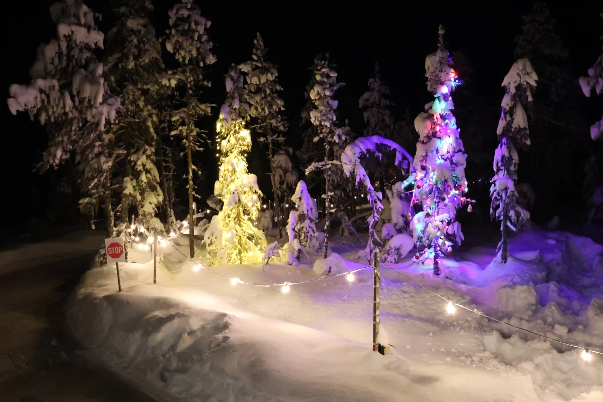 Colourful lights beside the forest ice trail