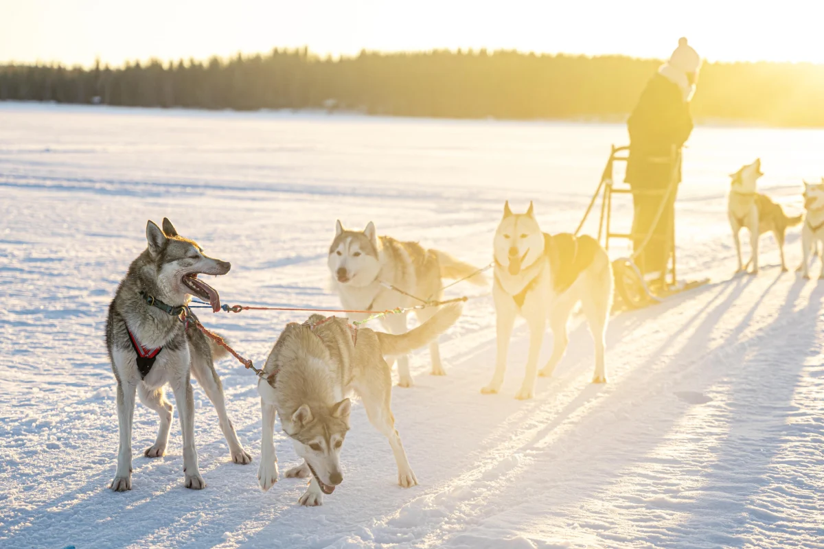 Husky sled team on a snowy trail in winter sunlight