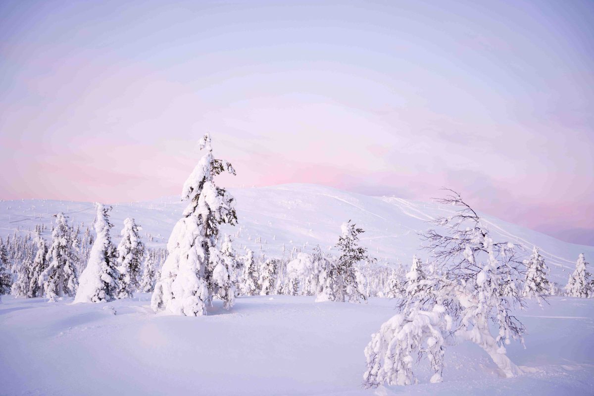 Snow-covered trees in the fell wilderness