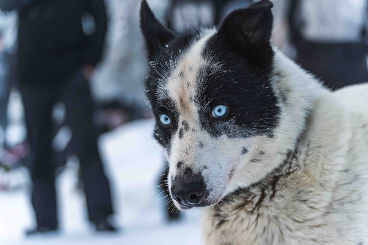 Arctic husky waiting in a snowy Lapland forest