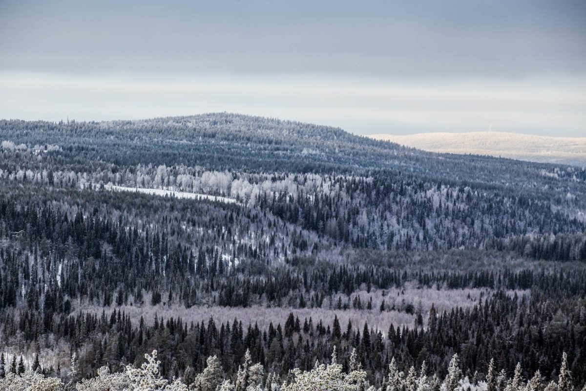Snow-covered wilderness at Auttiköngäs