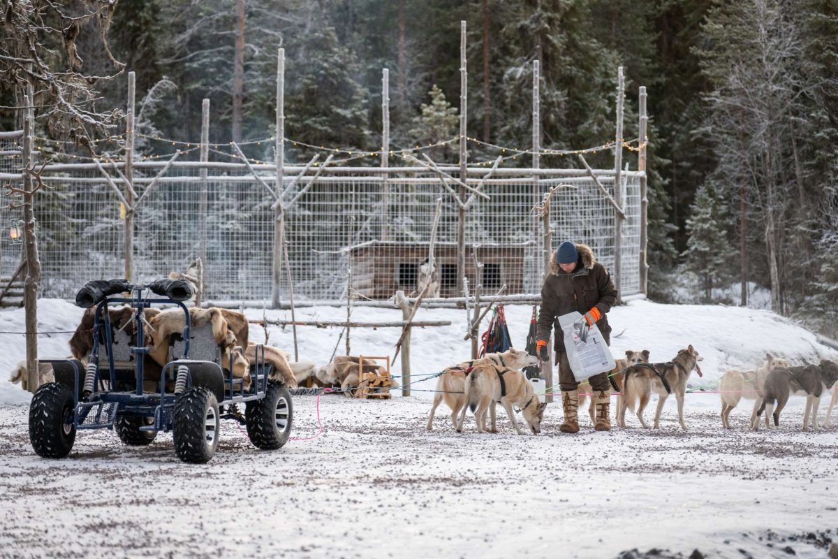 Husky camp in autumn near Rovaniemi