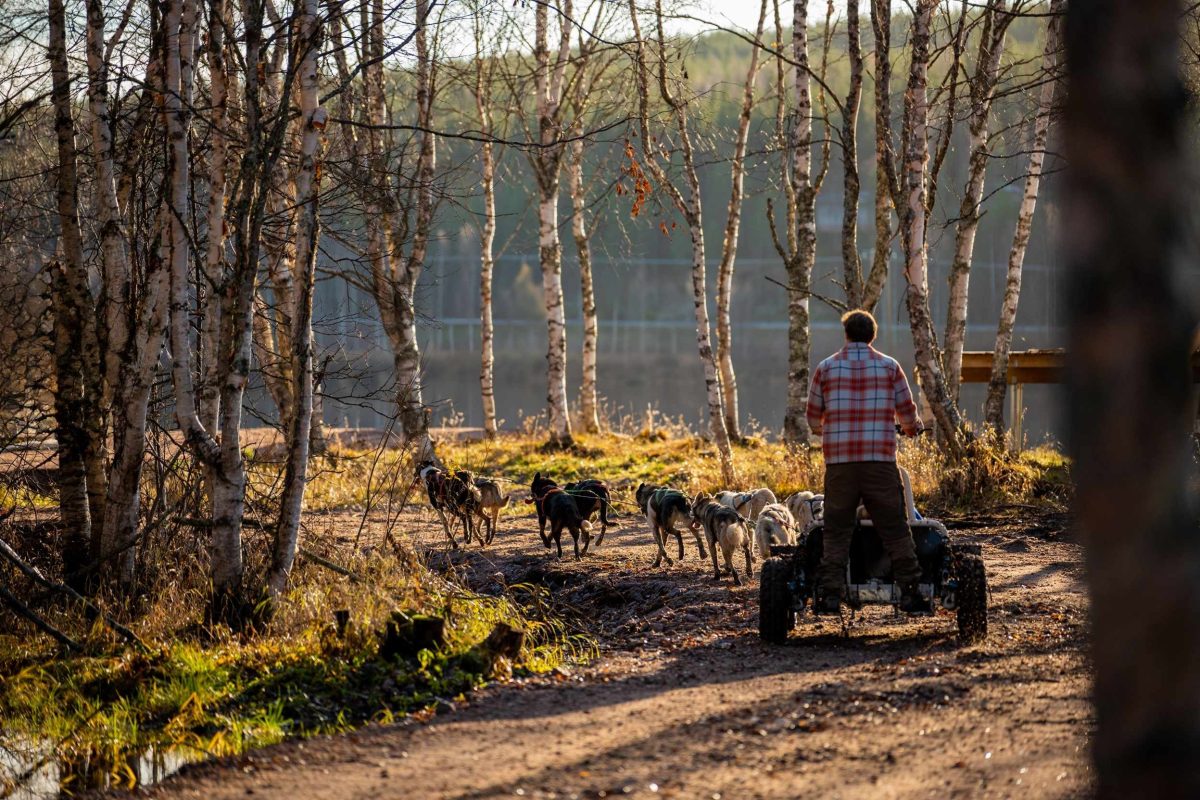 Autumn husky cart ride near Rovaniemi