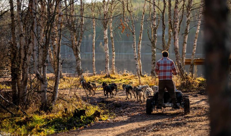 Autumn Husky Experience with Cart Ride and Photographer