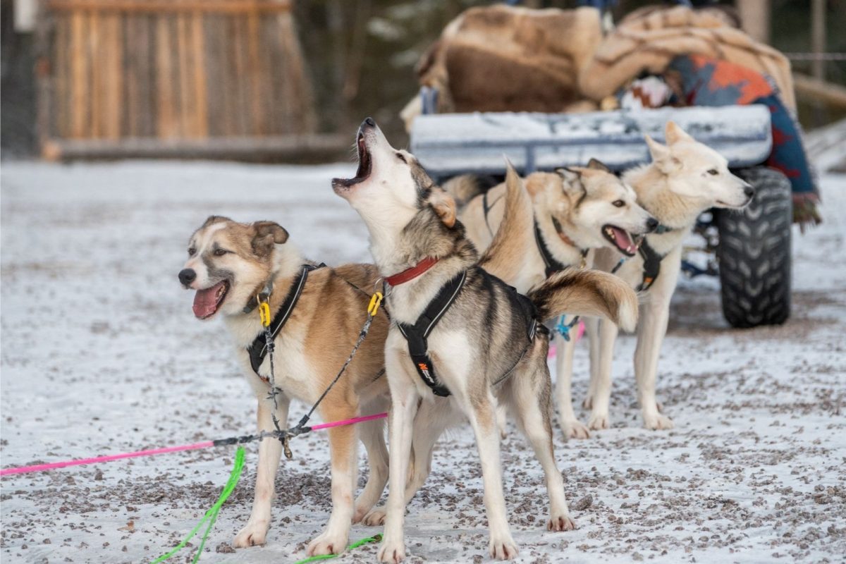 Husky howling at an autumn kennel visit