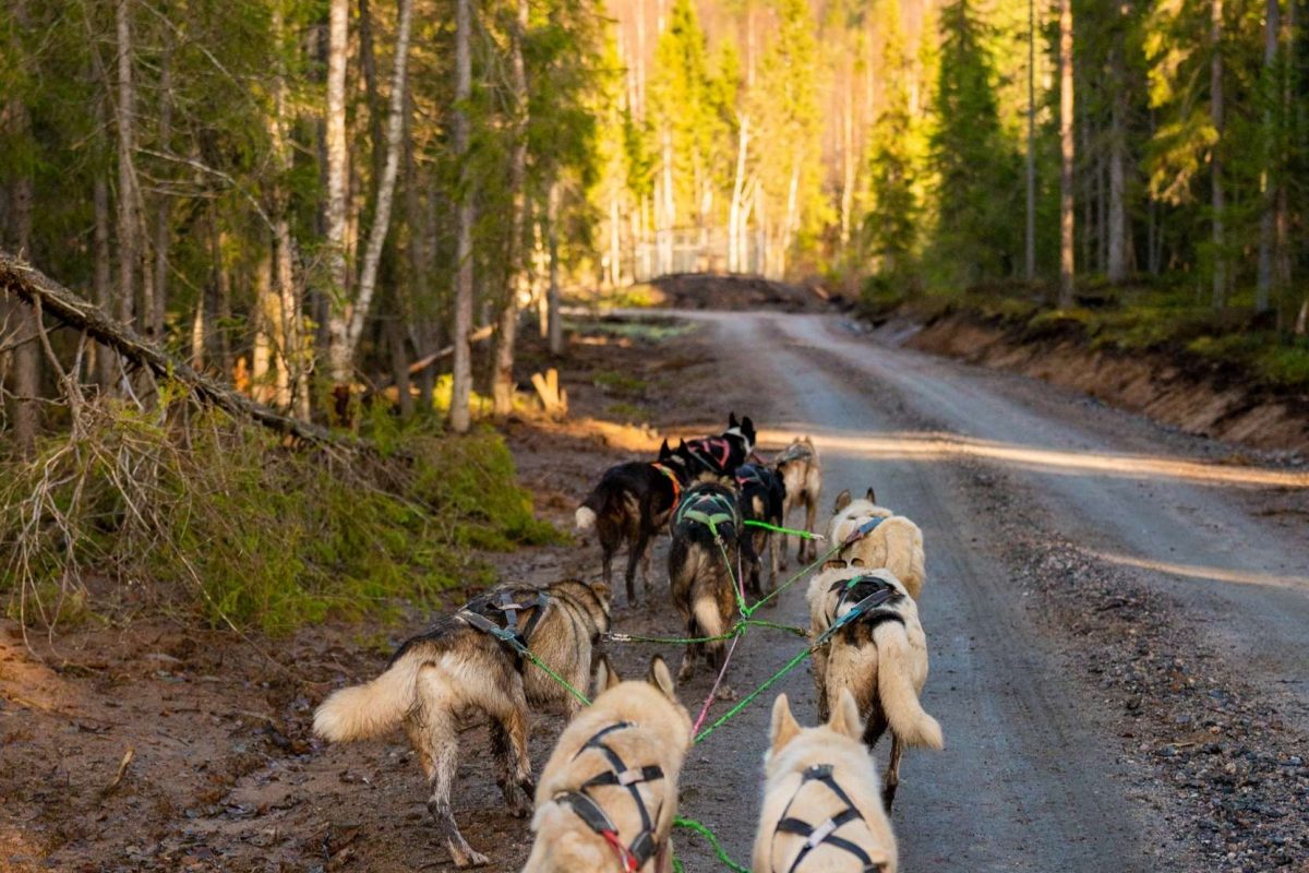 Husky cart travelling through the autumn landscape