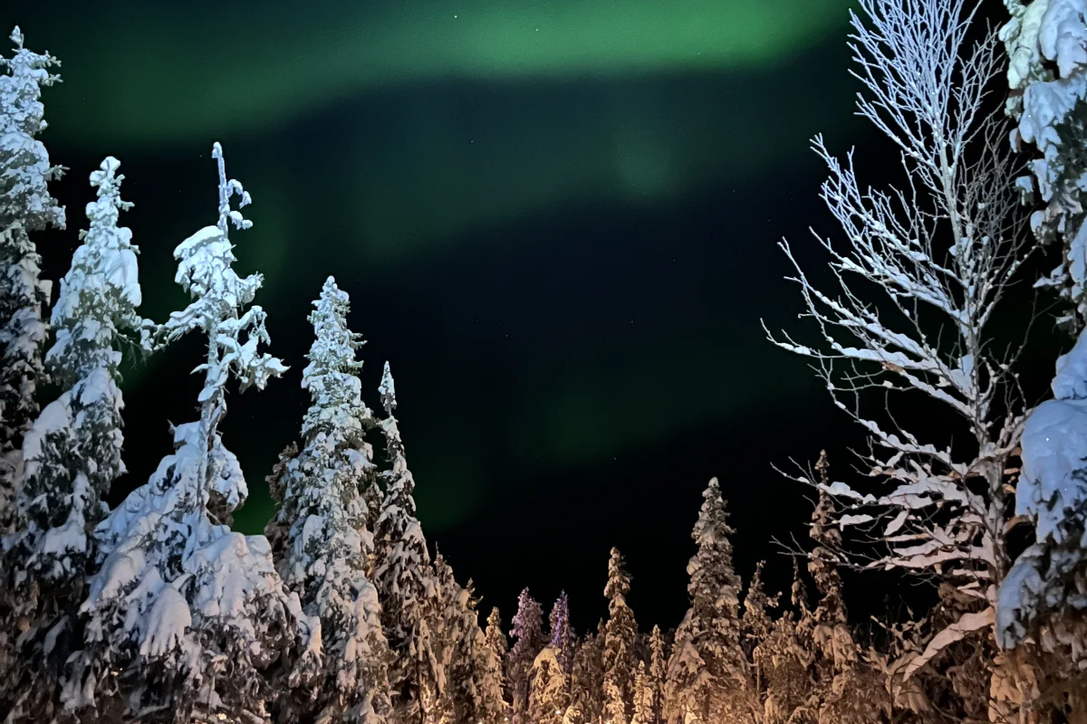 Snow-covered trees beside the forest ice trail under the Northern Lights