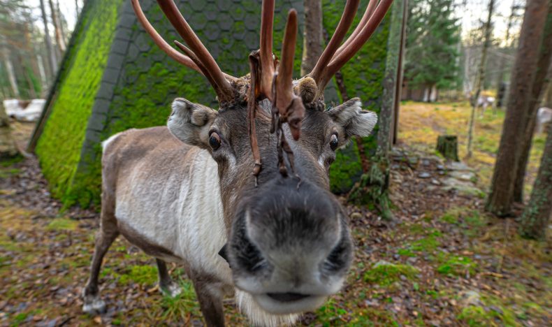 Local Reindeer Farm Visit with Photographer