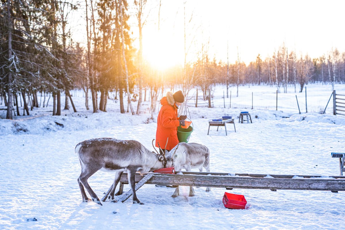 Feeding reindeer near Rovaniemi, Lapland