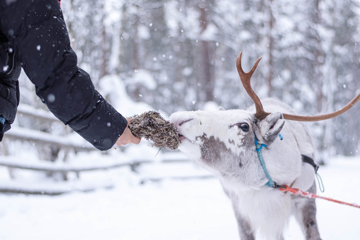 Feeding reindeer with lichen at a local farm in Lapland