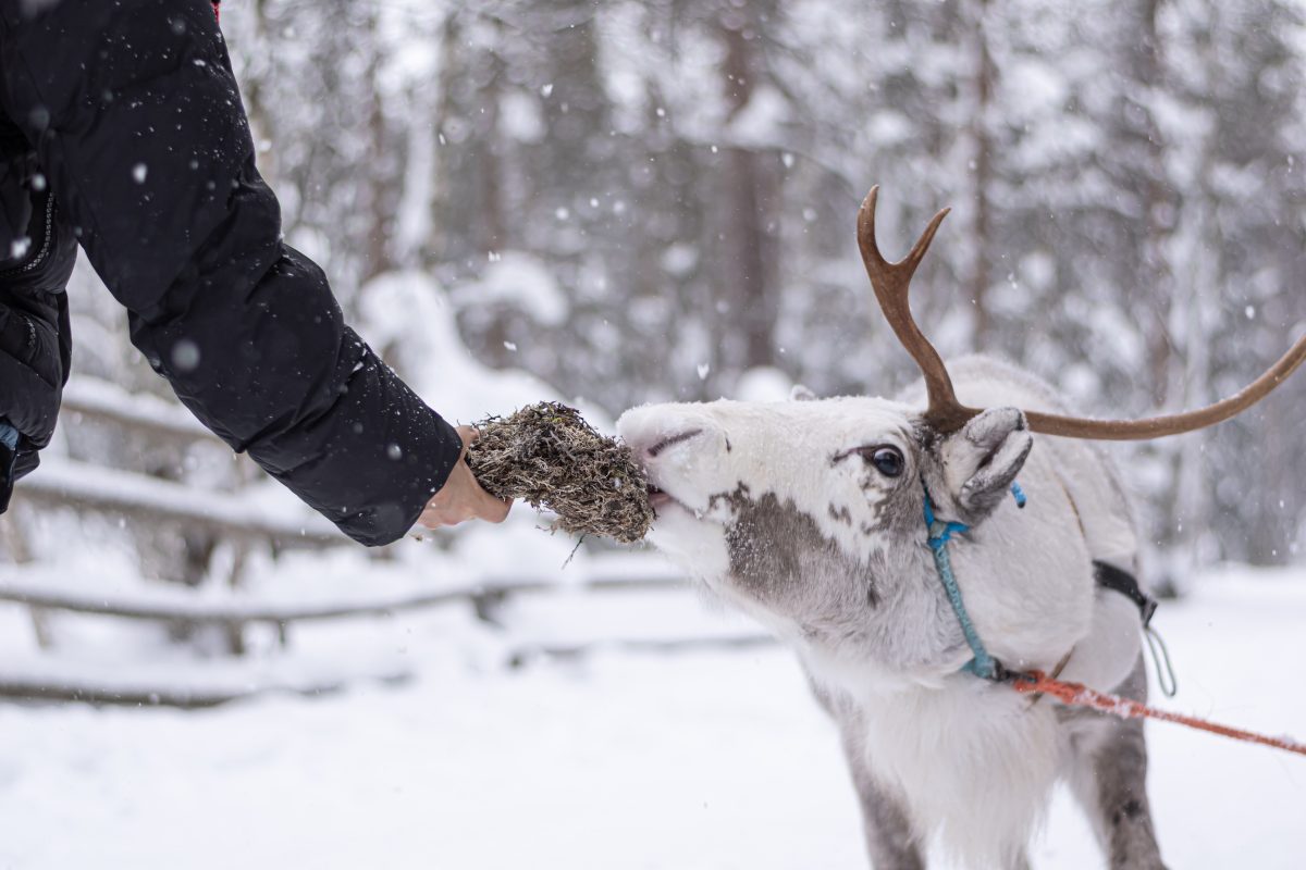 Reindeer eating lichen near Rovaniemi, Lapland