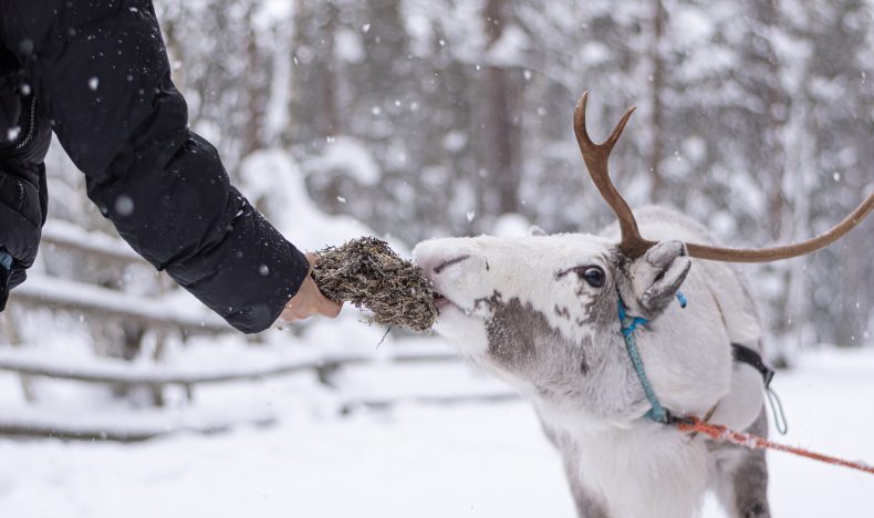 Authentic Reindeer Farm Experience