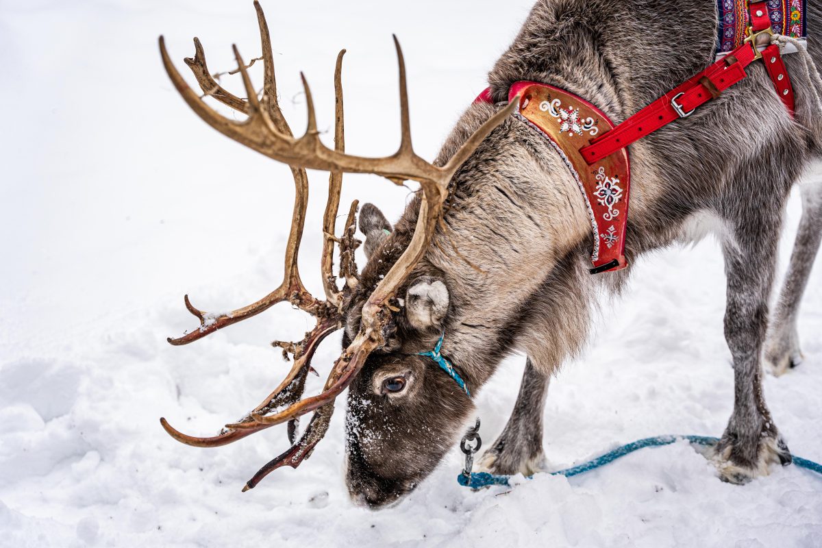 Reindeer at a local farm in the Lapland winter