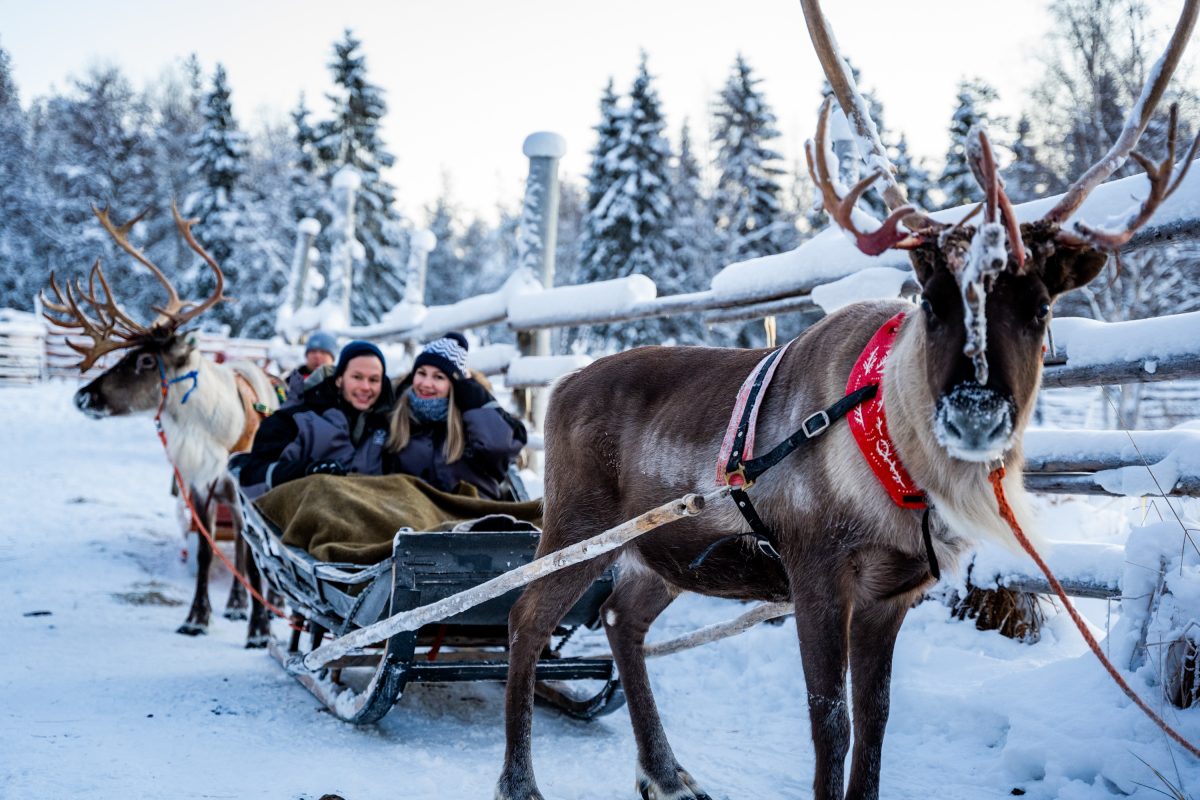Reindeer pulling a sled through a snowy forest