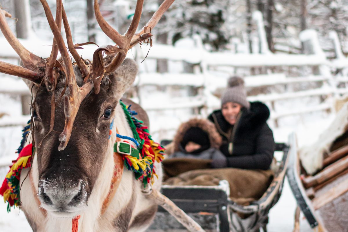 Family reindeer sleigh ride near Rovaniemi, Lapland