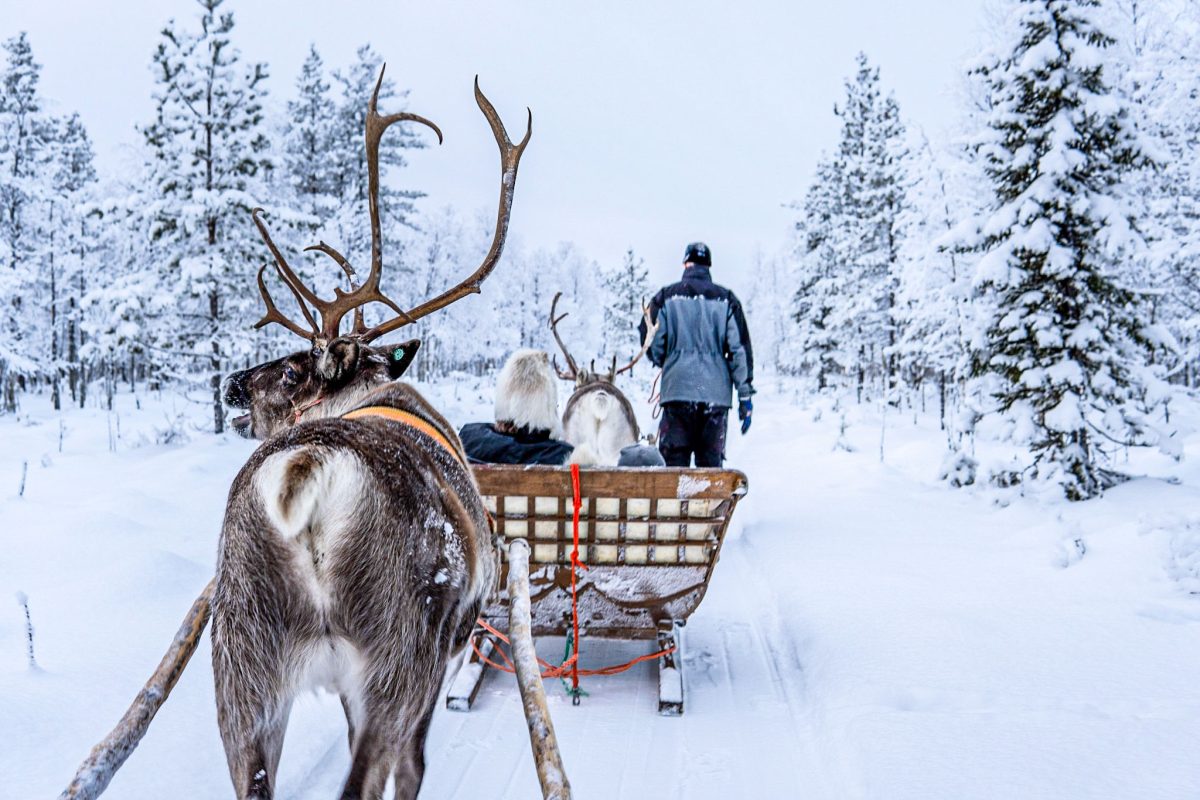 Traditional reindeer sleigh ride at a local farm in Lapland