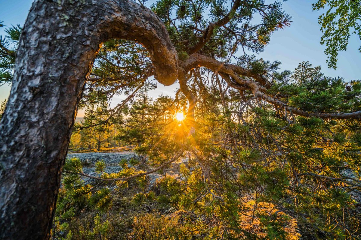 Evening light over the Lapland landscape