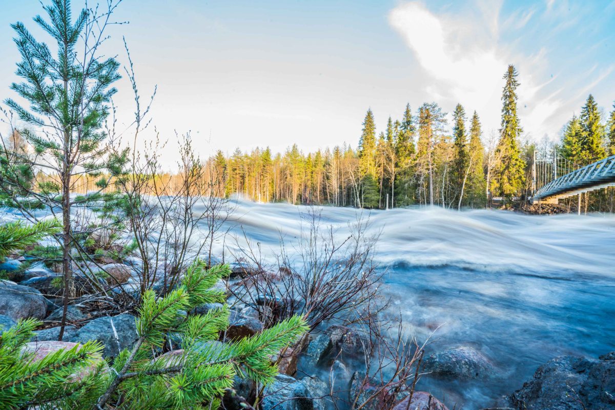Wild river flowing through the Lapland forest