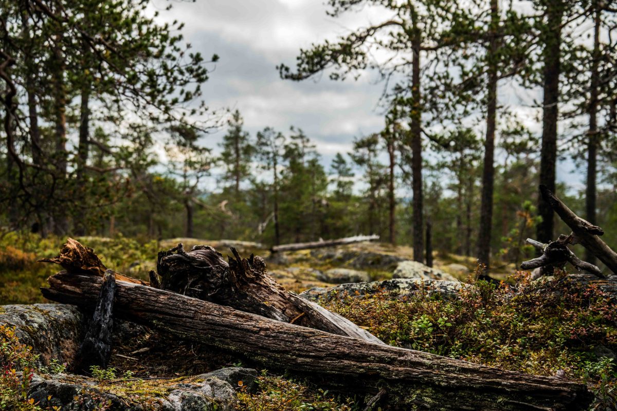 Forest views during a Rovaniemi nature hike