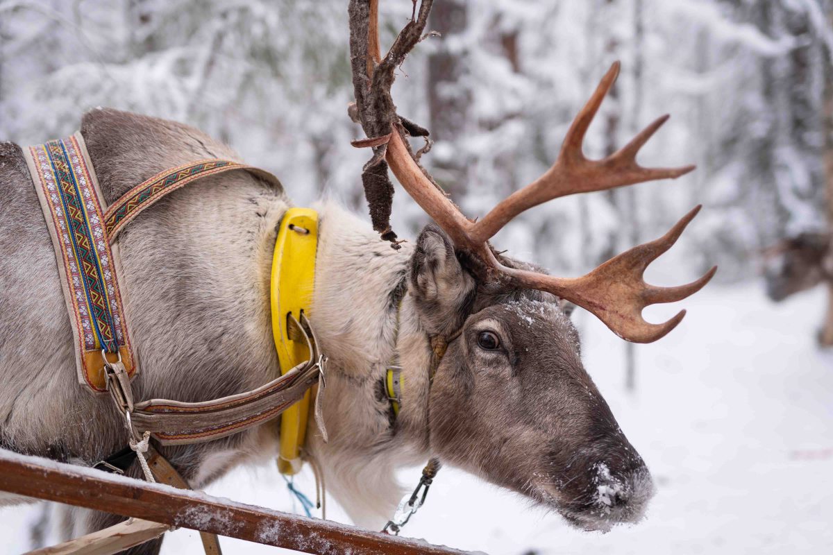 Reindeer with large antlers in winter