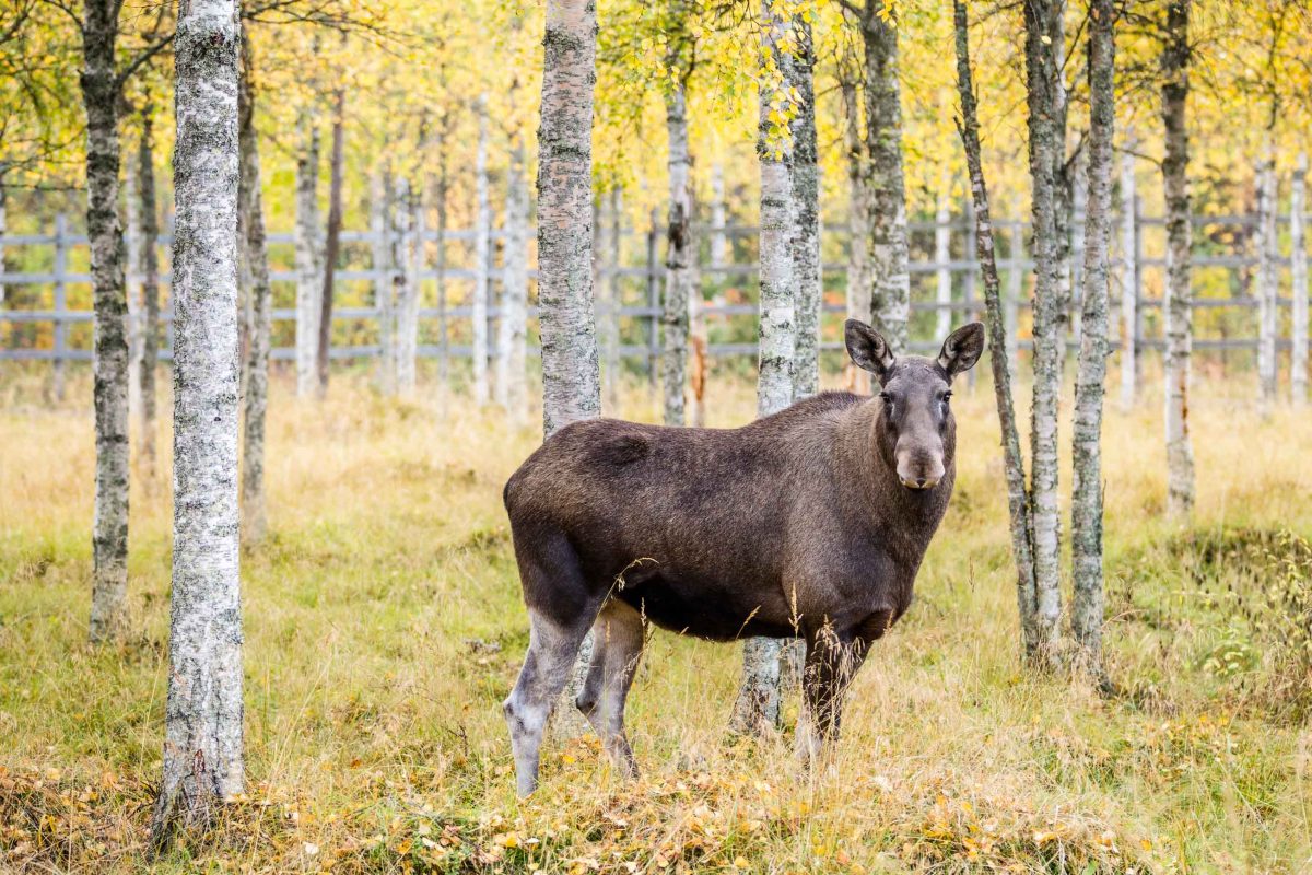 Elk in a birch forest at Ranua Wildlife Park, Lapland, Finland