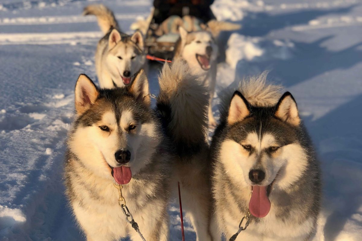 Huskies pulling a sled through the snow