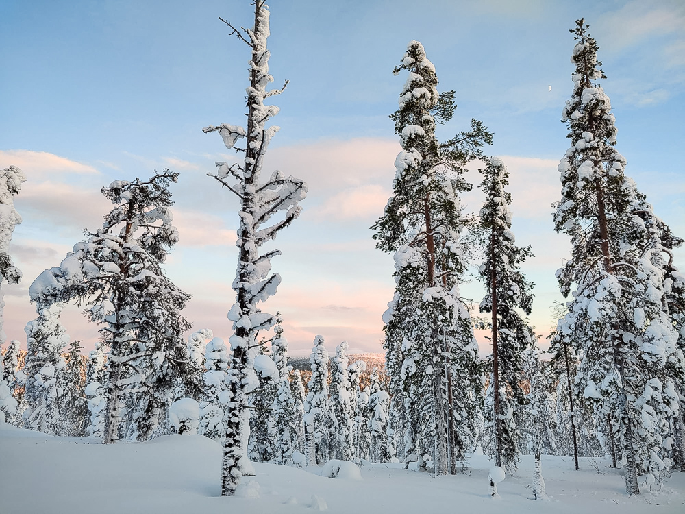 Snow-covered forest in Lapland