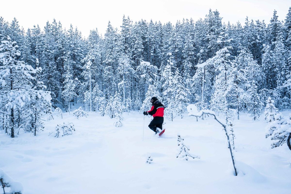 Small-group snowshoe tour in a winter forest