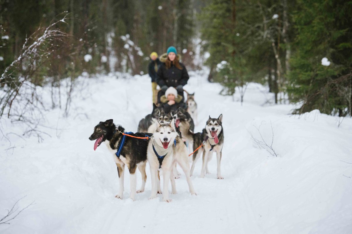 Huskies running through a snowy forest in Lapland